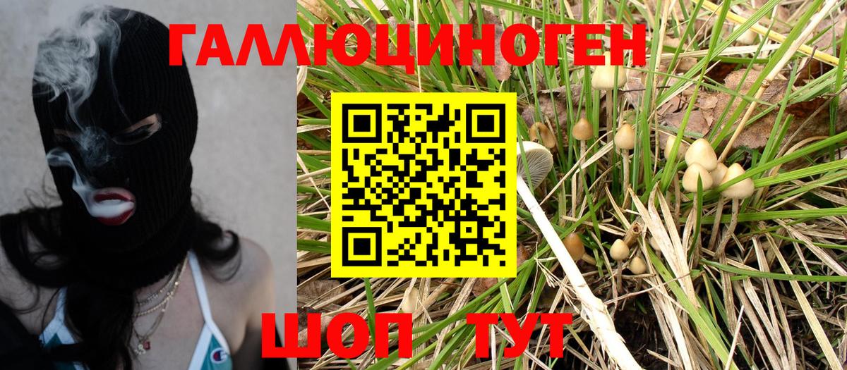 Галлюциногенные грибы Psilocybe Элиста